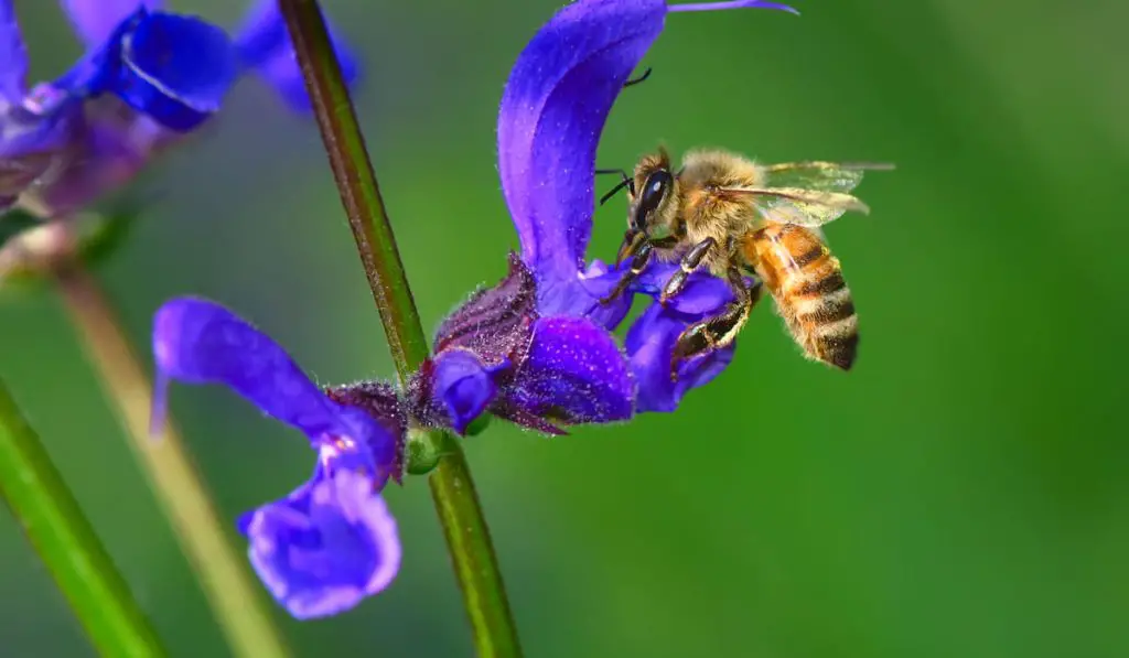 bee on a blue flower 