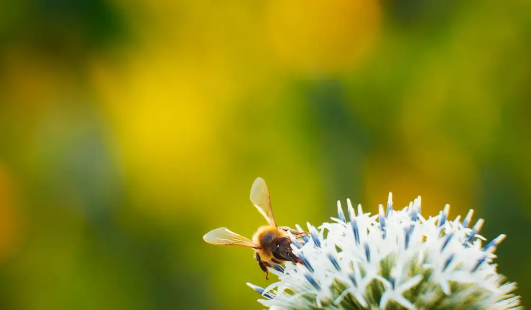 15 Best Perennials For Bees Bee Real Honey