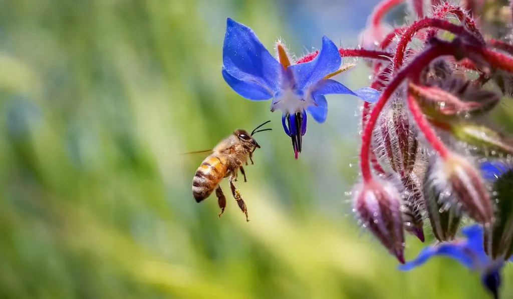 bee on borage flower