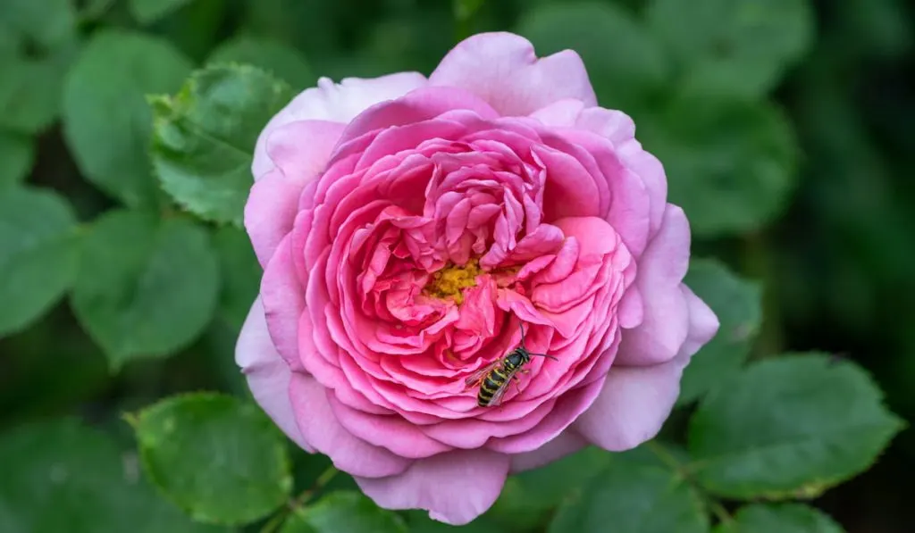 bee on the bright pink rose