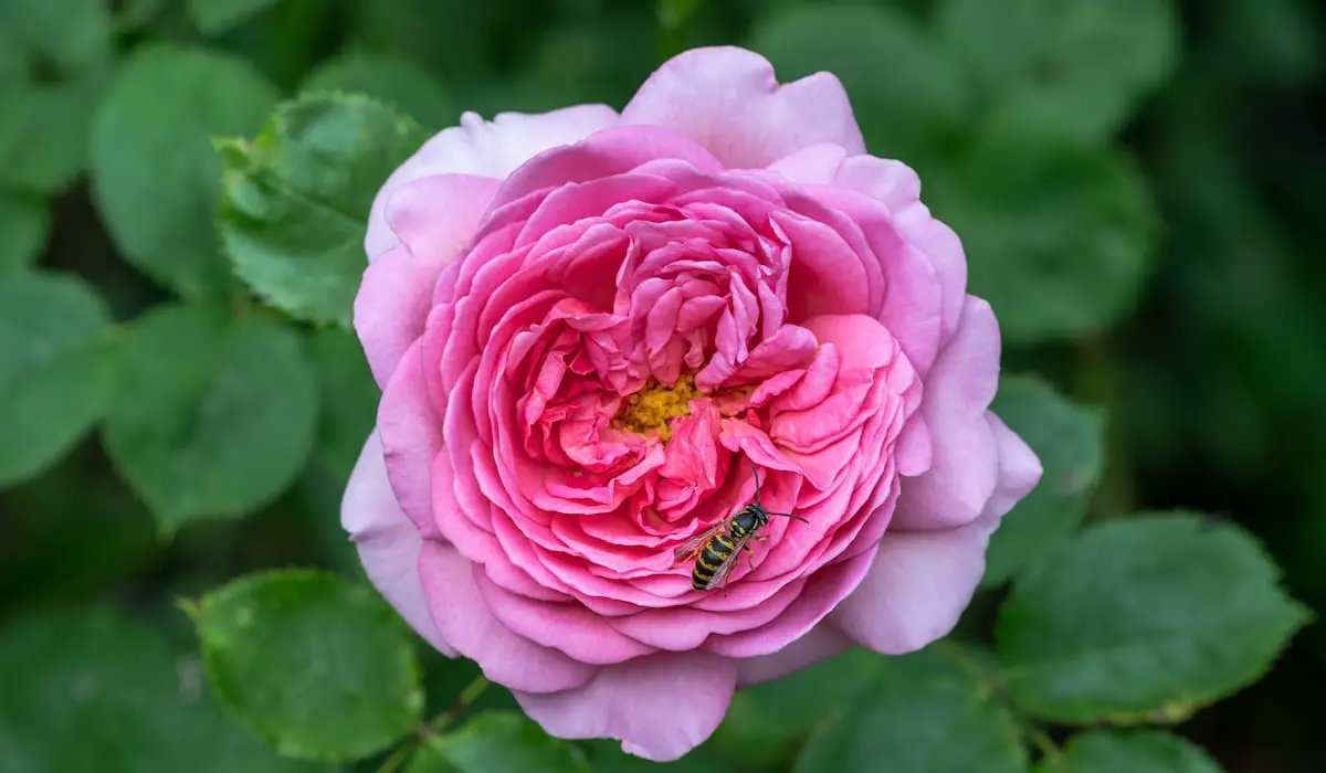 Do Bees Like Roses? 7 Things You Should Know Bee Real Honey