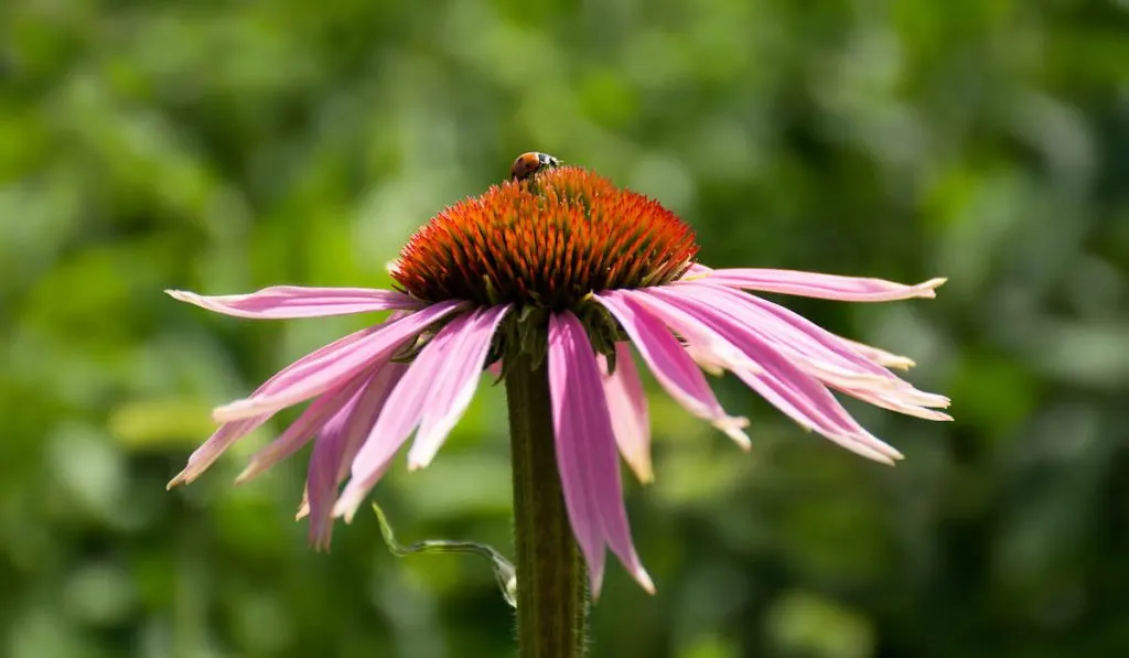 bee on top of purple Coneflower