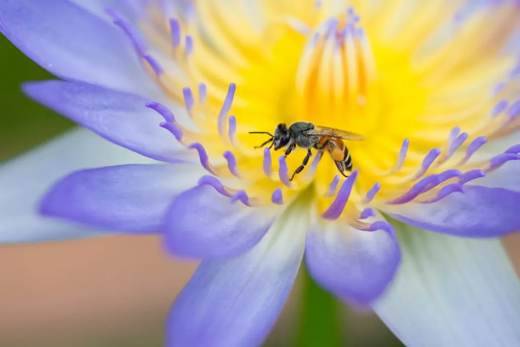 bee on top of purple lotus Flower