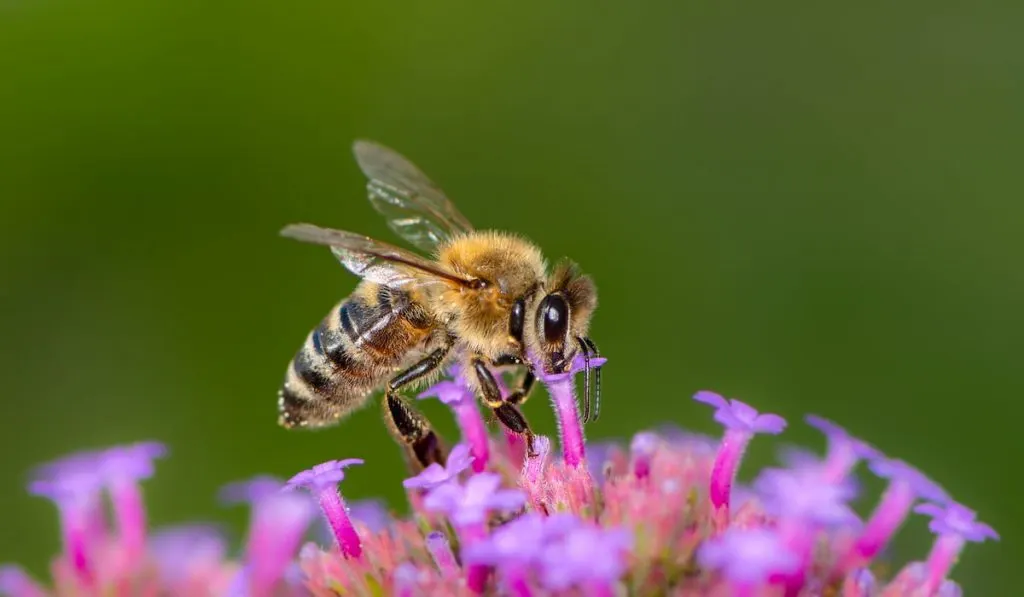 bee pollinating on a flower blossom 