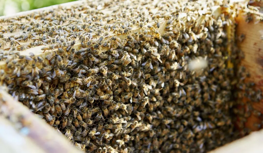 beehive interior swamp covered in worker bees