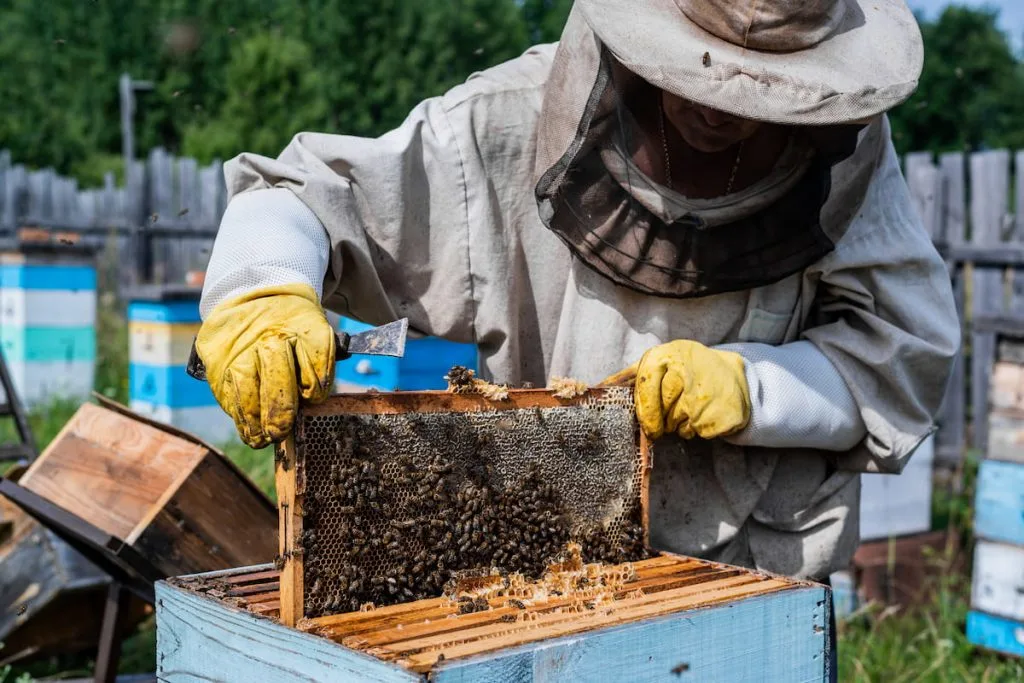 beekeeper in protection suit inspecting his row of bees