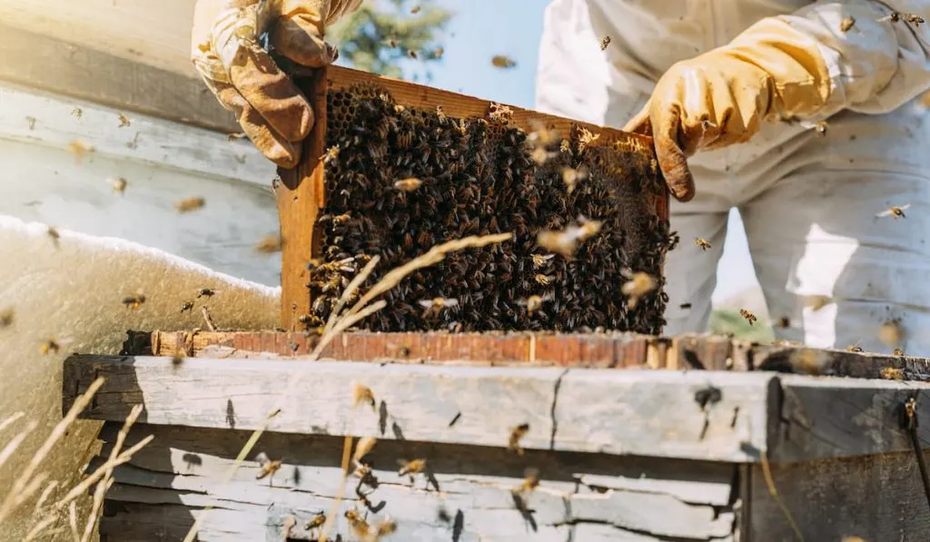 beekeeper working collect honey