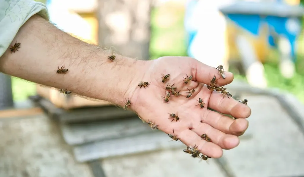 beekeeper working in his apiary with bees on his hand