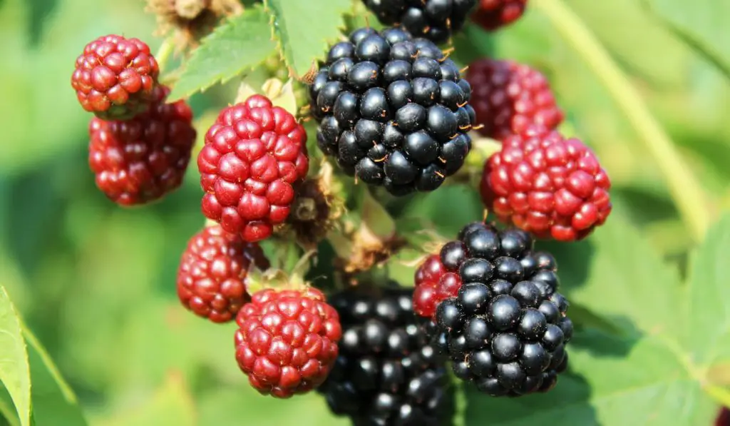 blackberries ripening on the bush