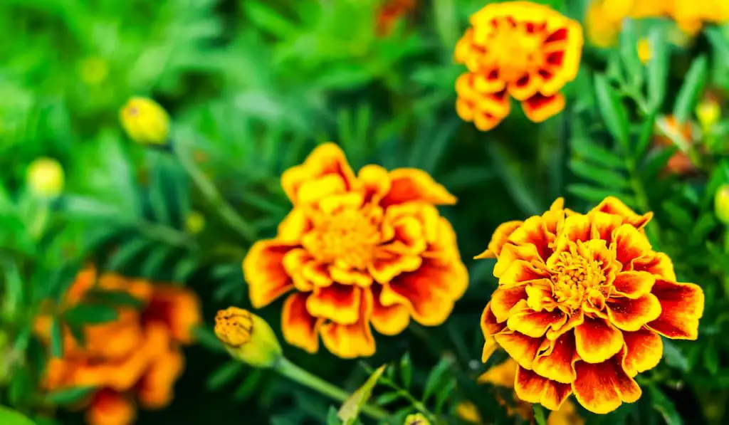 blooming orange yellow marigolds
