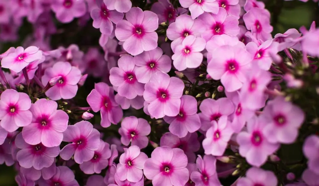 blooming pink phlox