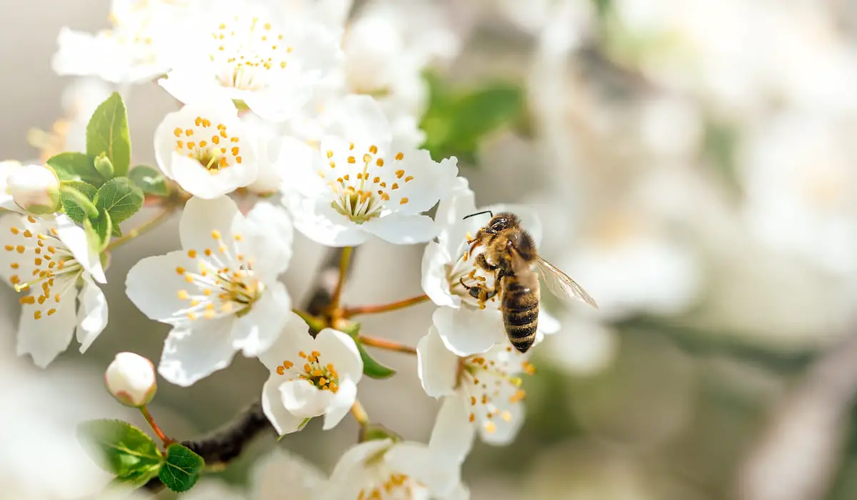 17 Plants that Repel Bees and Wasps Bee Real Honey