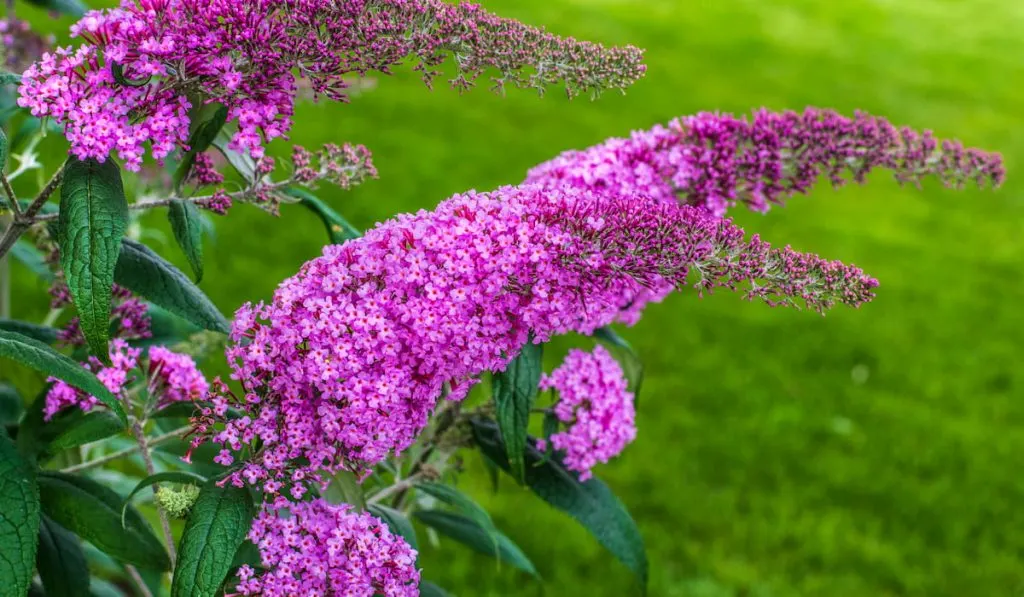 butterfly-bush