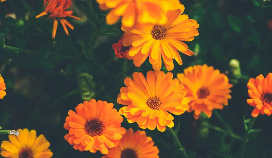 16 Best Plants for Bees and Butterflies Bee Real Honey