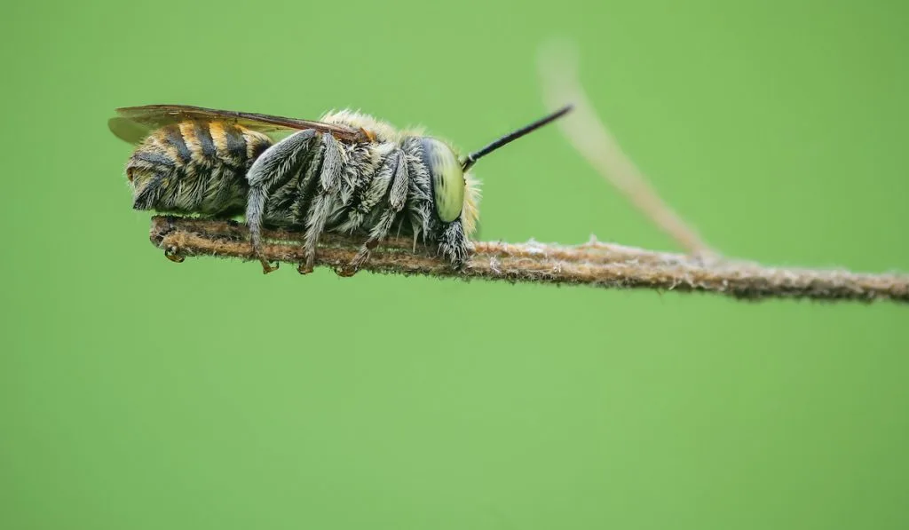 carpenter bee on green background