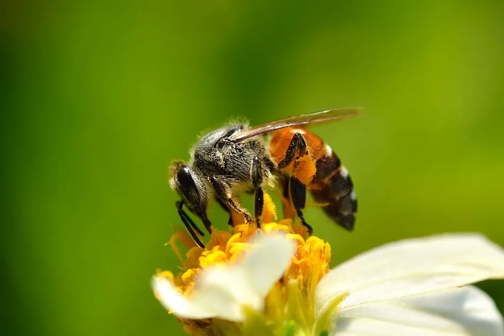 close up bee on flower