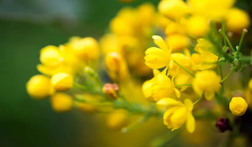 close up of fresh aromatic mahonia 