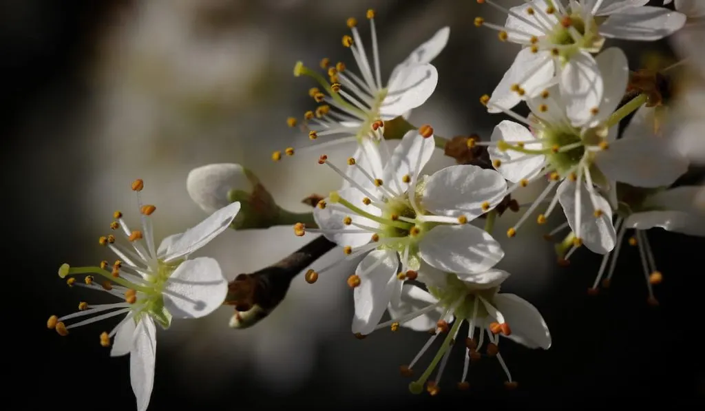 close-up-of-white-blackthorn-blossoms 