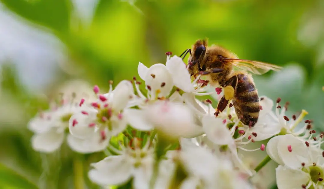 Best Wildflowers for Bees Bee Real Honey
