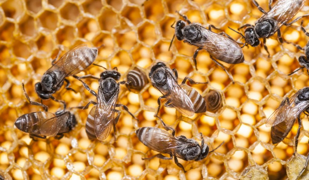 close-up-view-of-the-working-bees-on-honey-cells