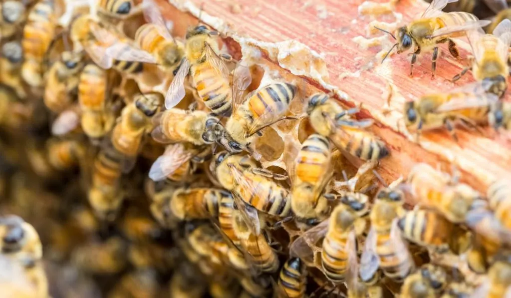 closeup of the worker bees on beehive