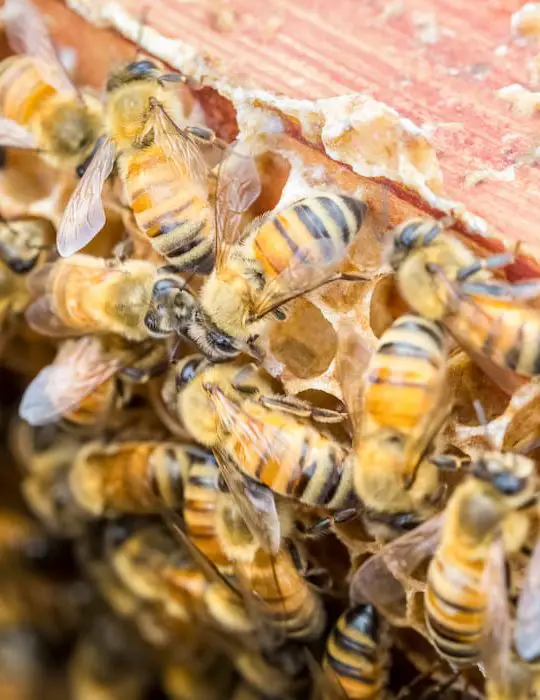 closeup-of-the-worker-bees-on-beehive