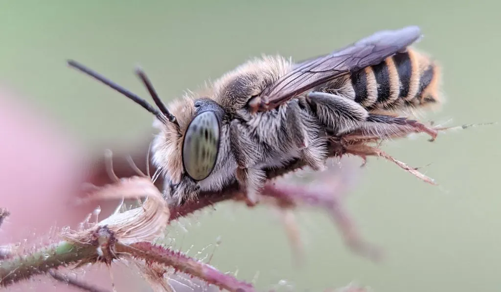 closeup photo of a leaf cutter bee