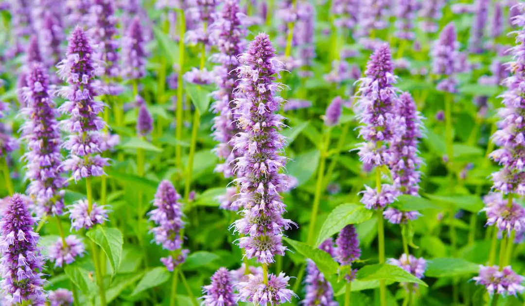 16 Best Plants for Bees and Butterflies Bee Real Honey