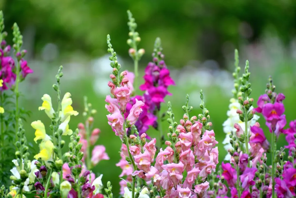 colorful snapdragons flowers