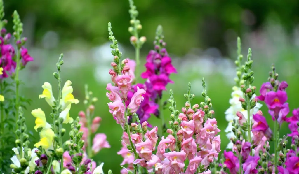 colorful-snapdragons-flowers
