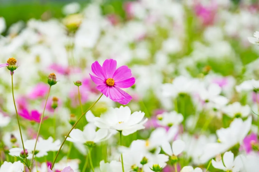 cosmos flower field