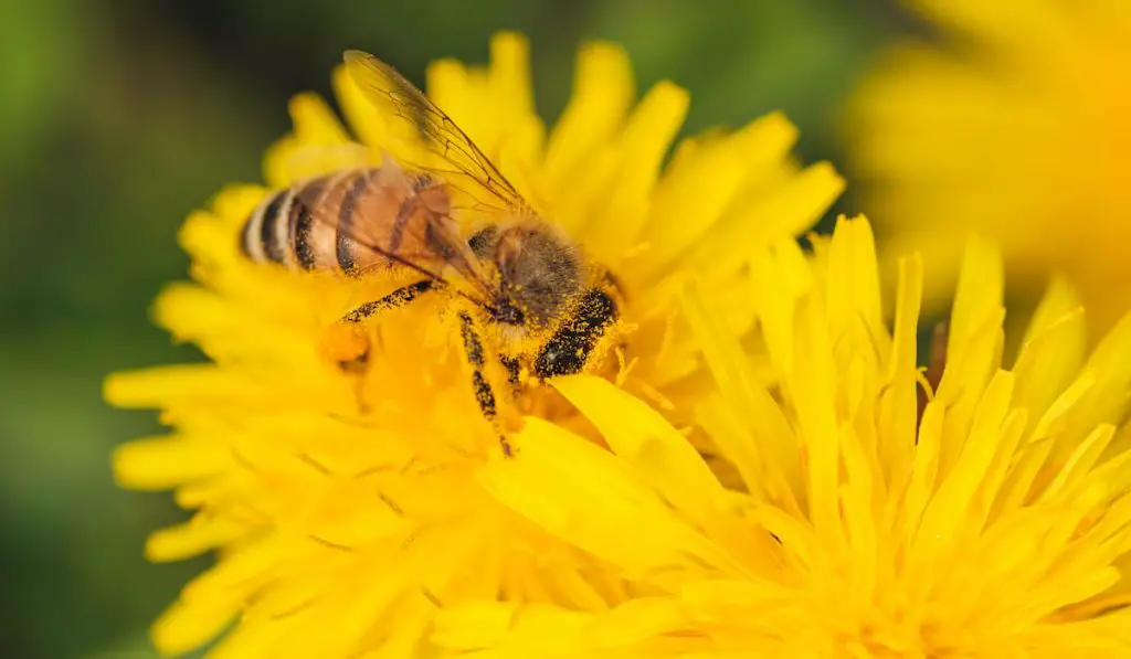 detail closeup of honeybee 