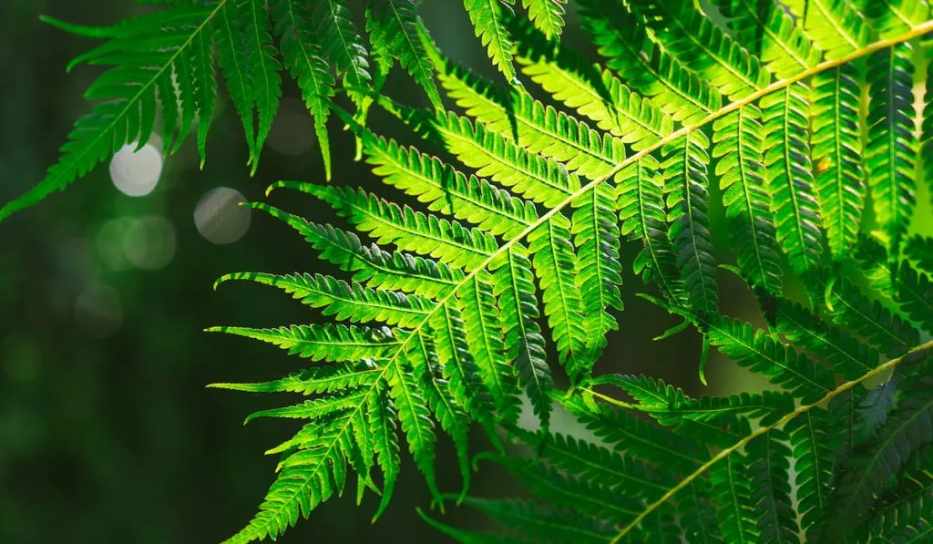 branch of ferns 