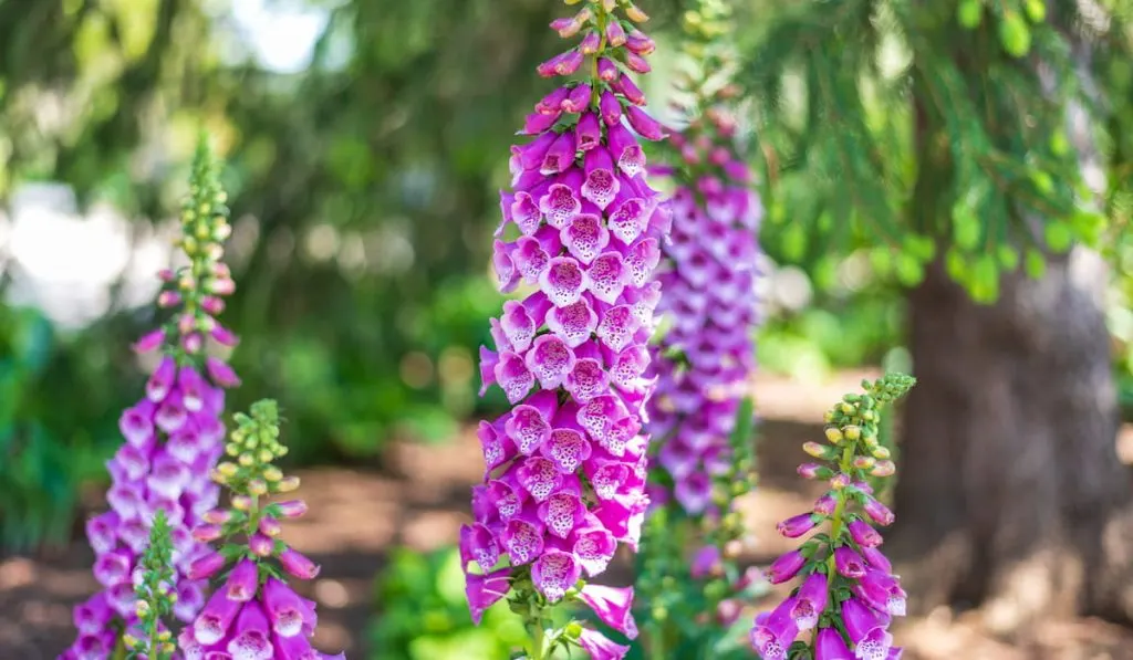 flowering foxglove plants in bloom in woodland