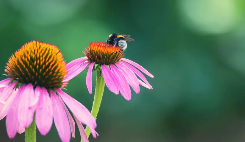 flowers of echinacea and bumblebee
