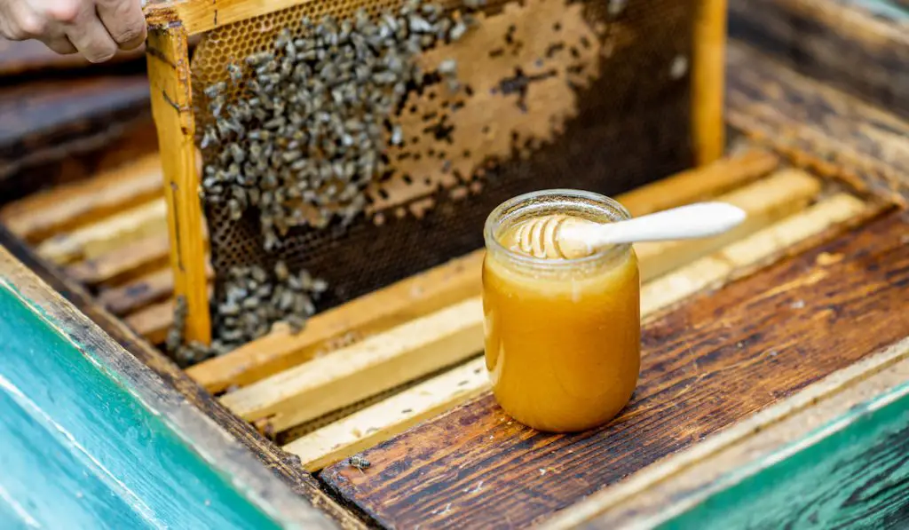fresh raw honey in a jar on the beehive