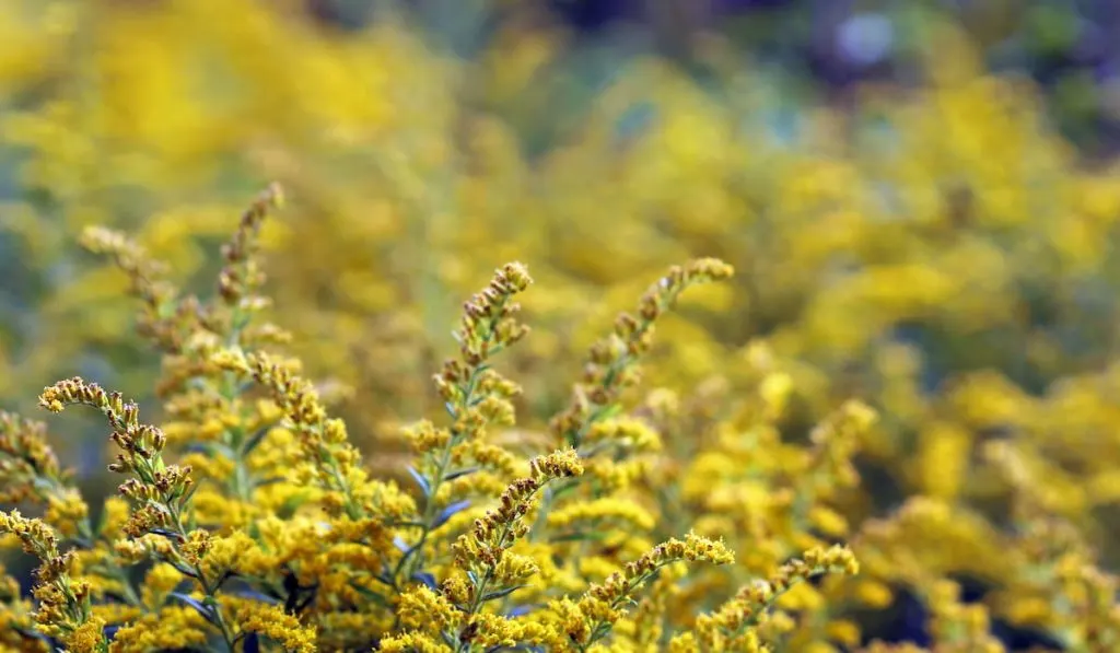 goldenrod field 