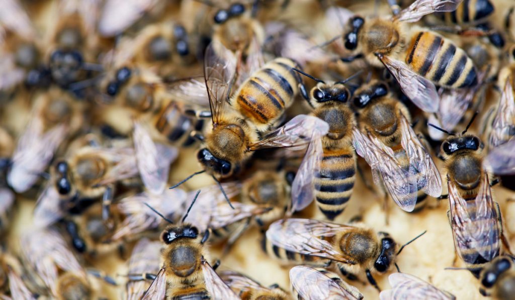 group of bees close up shot