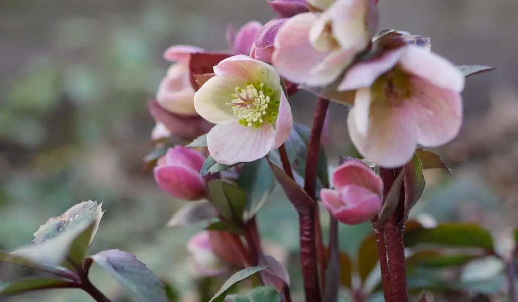 hellebore flowers emerging in early spring