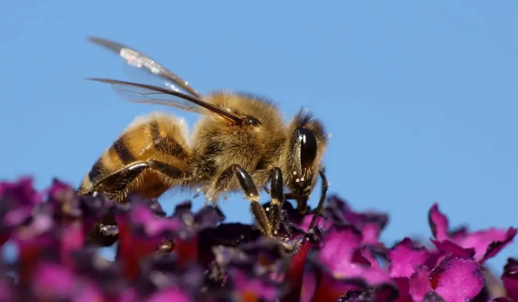 honey bee apis mellifera