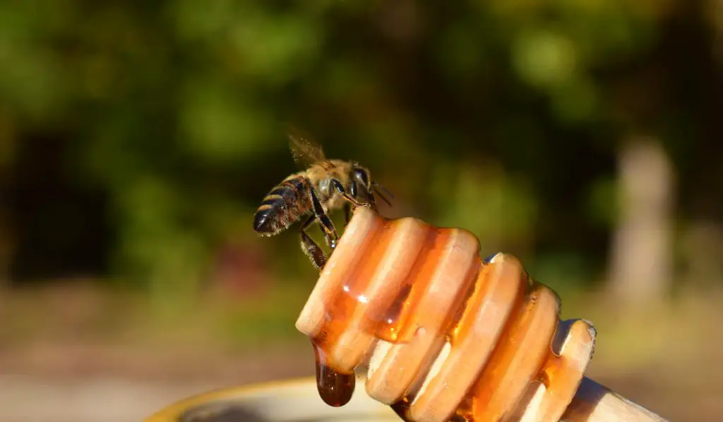 honey bee on a dipper with honey