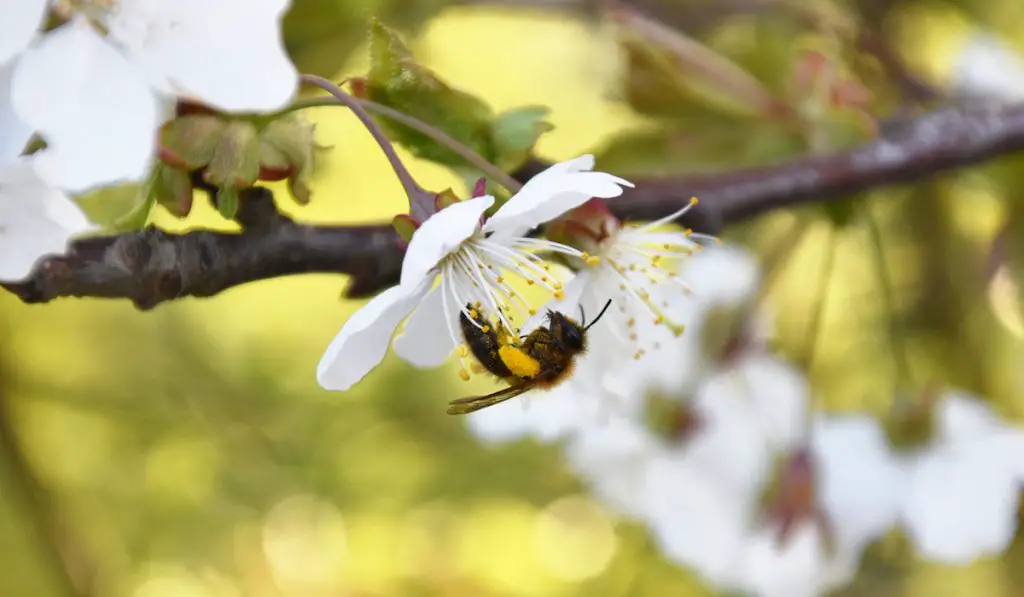 honey bee on cherry blossom in spring
