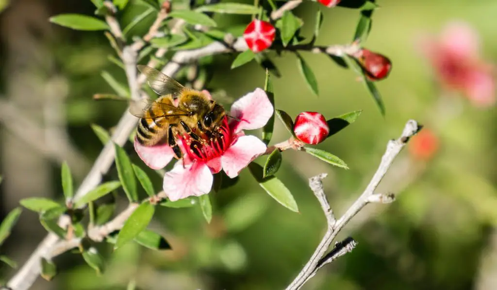honey-bee-pollinating-manuka-tree