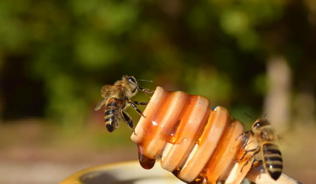 3 Best Bees For Pollination Bee Real Honey