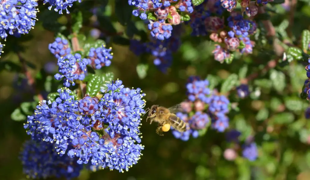 honeybee-collecting-pollen-from-ceanothus-shrub