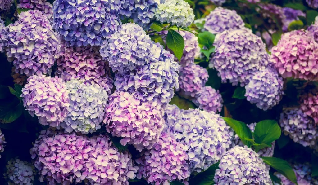 hydrangea-flowers-in-the-garden