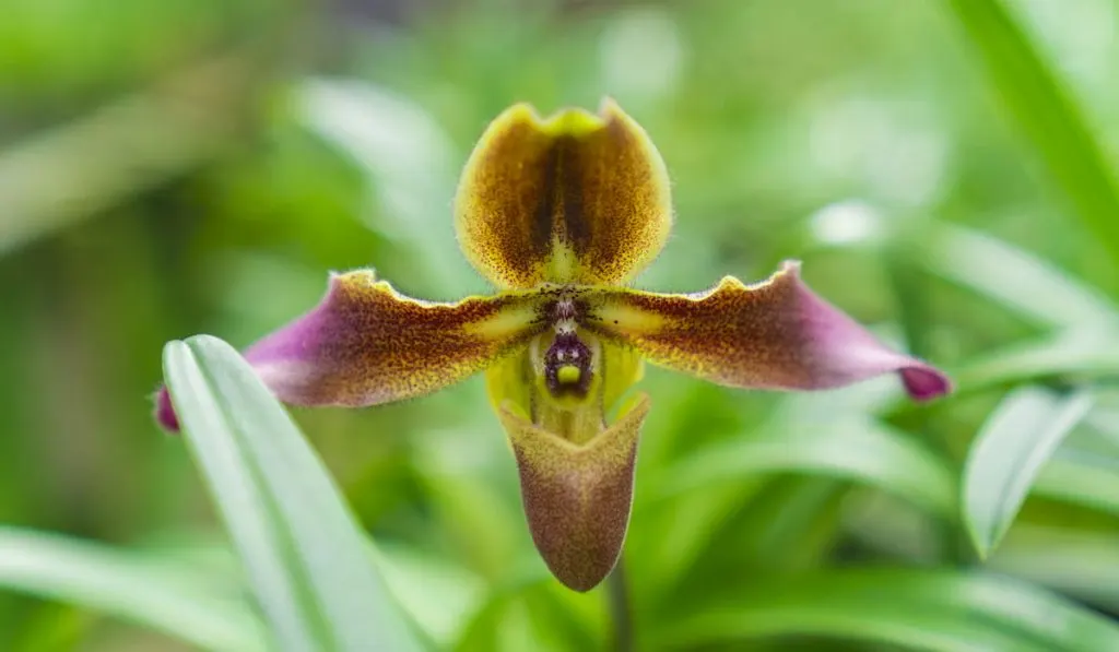 lady's slipper flower 