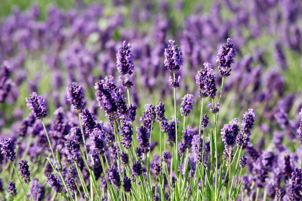 lavandula angustifolia