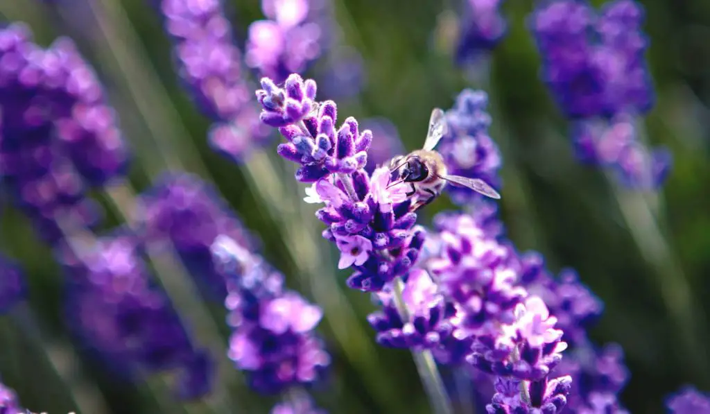 lavender flowers and bee