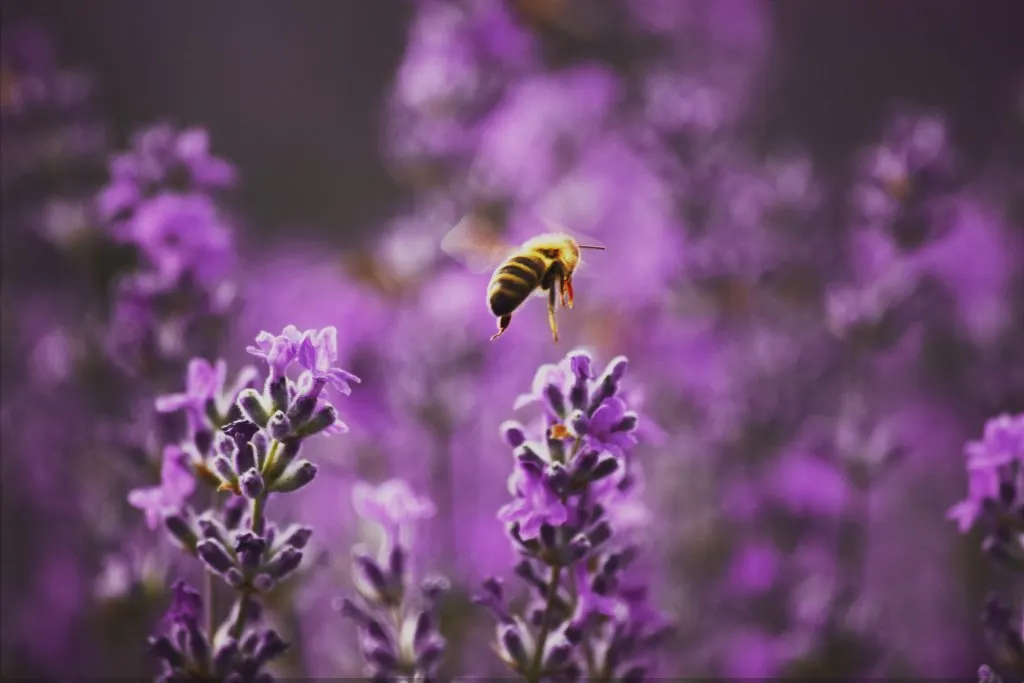 macro shot of a bee in a lavender field